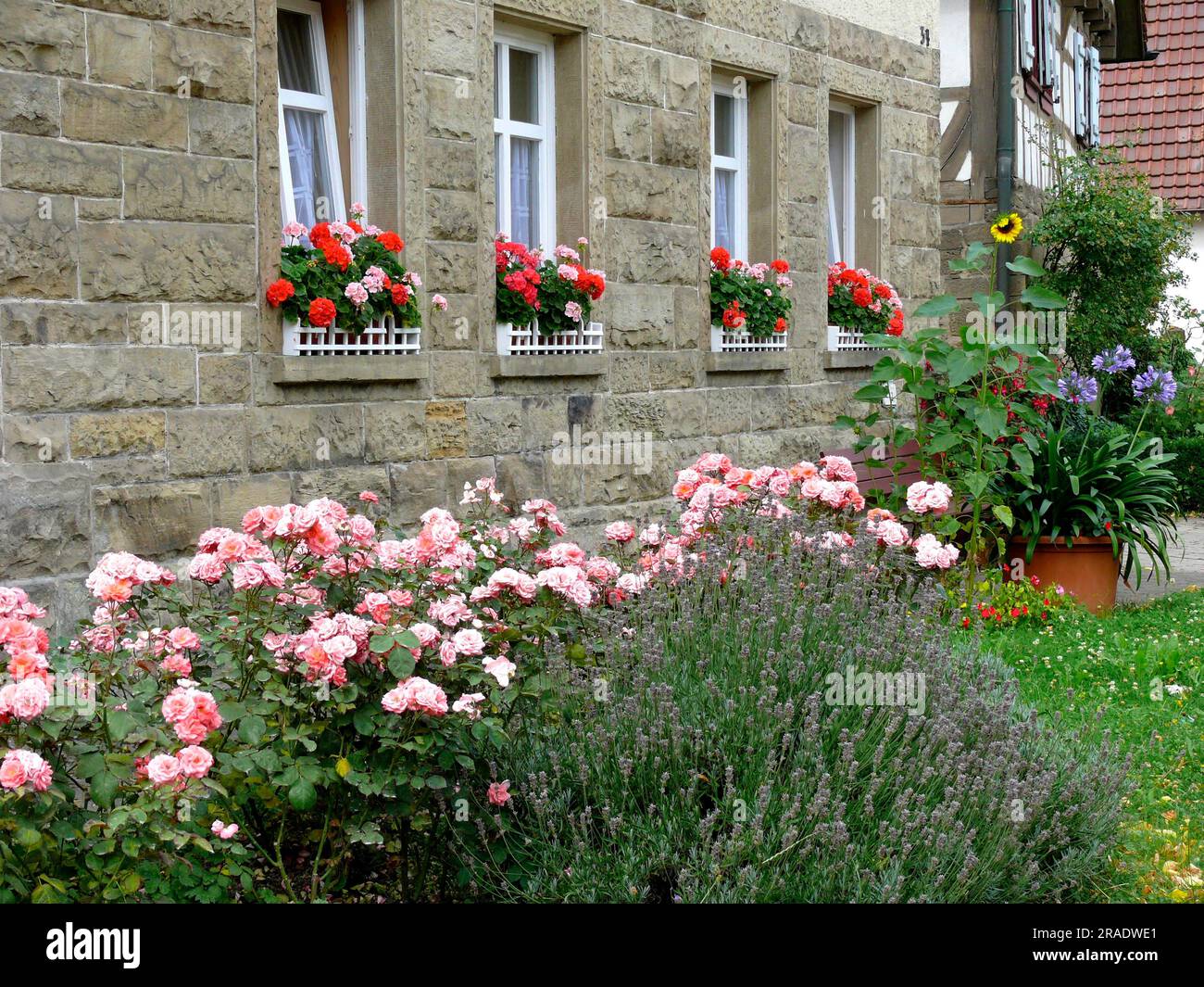Geranium Front Front garden with various summer, flowers, geraniums at windows Stock ...