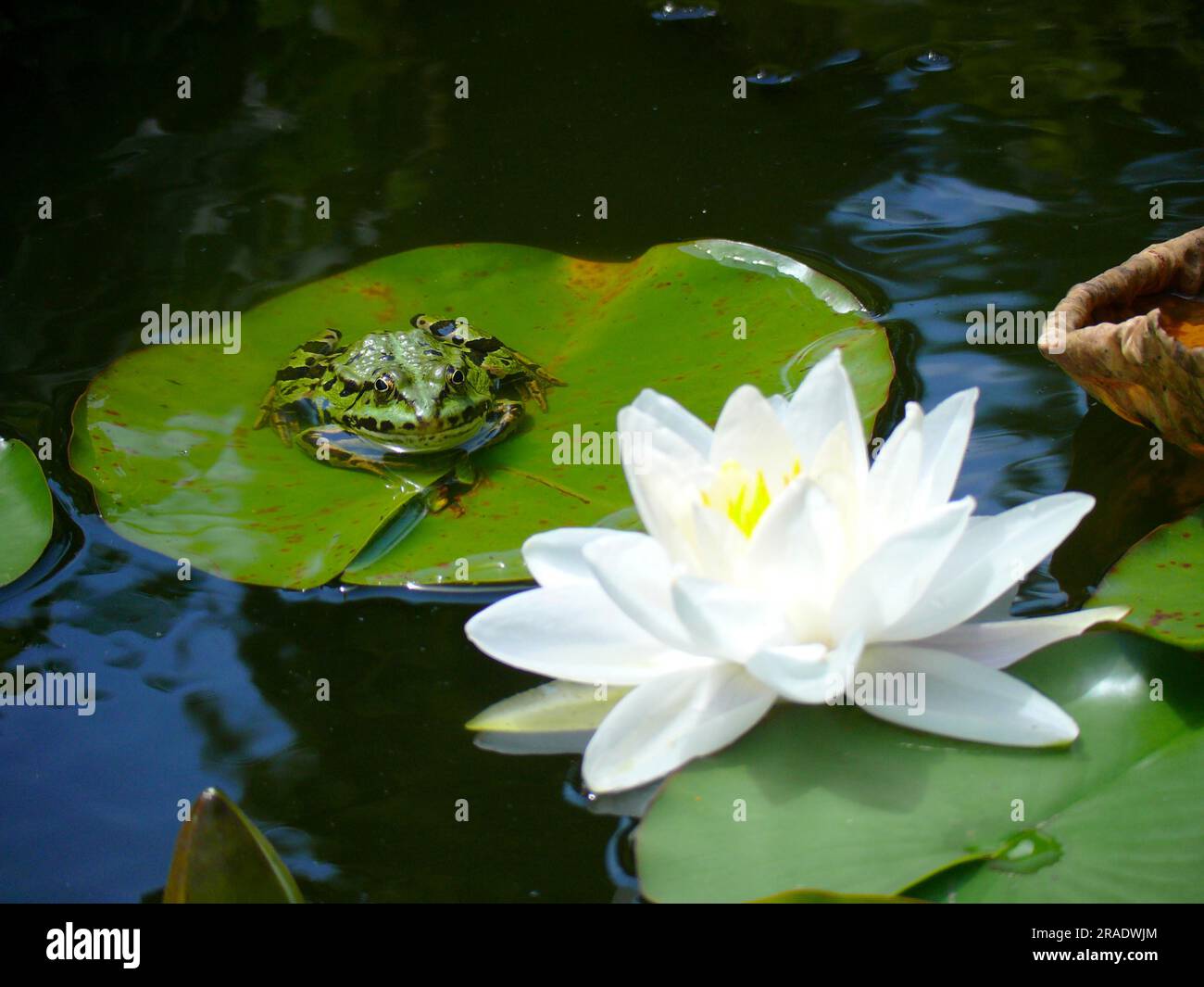 White water lily with water frog in the garden pond Stock Photo