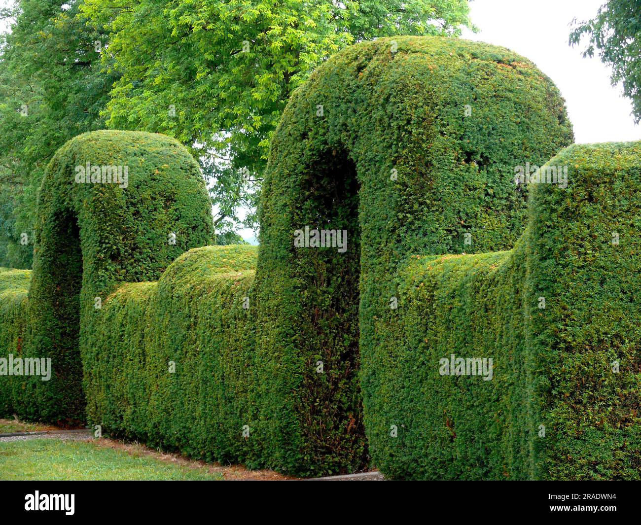 Topiary, yew, hedge at the house, arched hedge Stock Photo