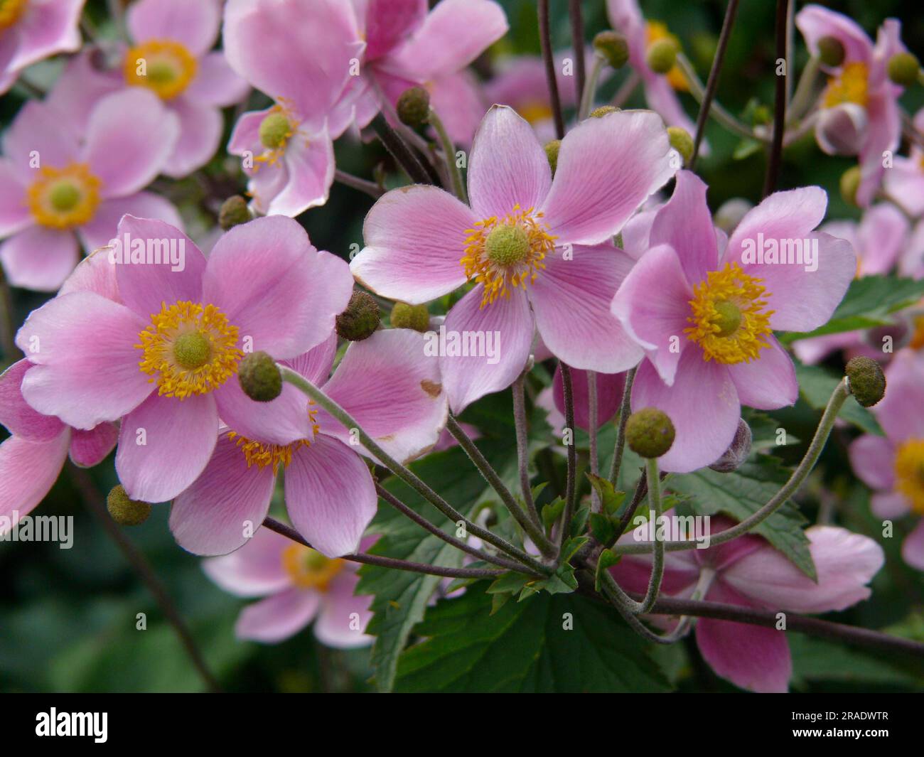 Japanese anemone flowering in the garden, Anemone x lesseri Stock Photo ...