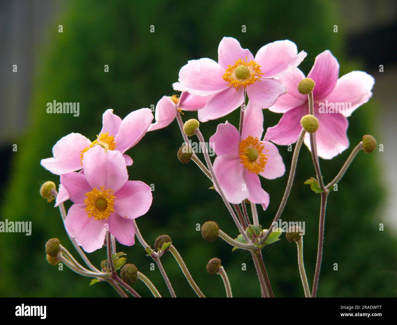 Japanese anemone flowering in the garden, Anemone x lesseri Stock Photo