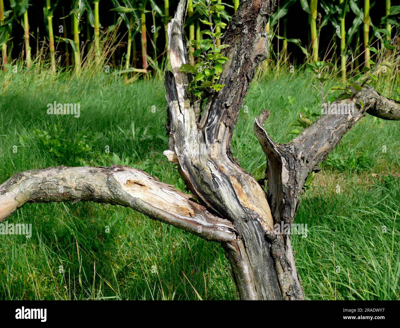 Dead apple tree Stock Photo Alamy