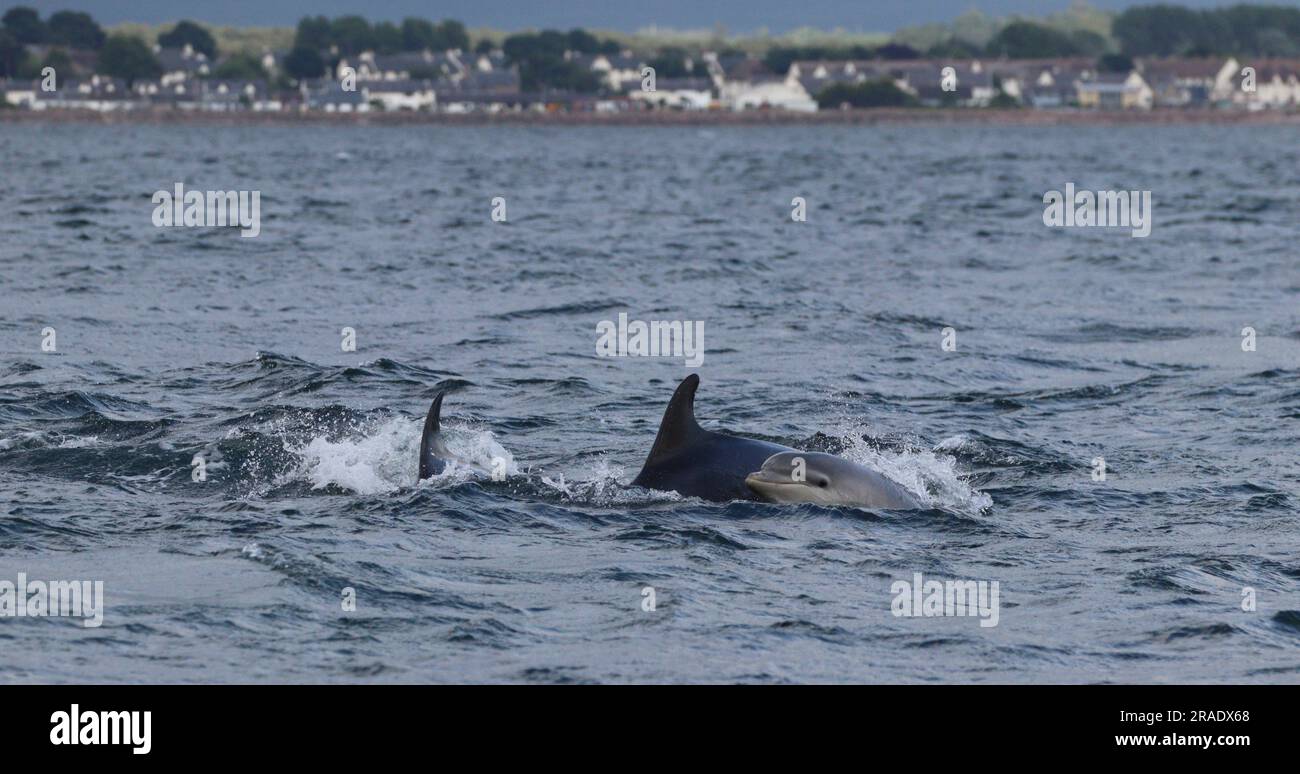 Dolphins at Chanonry Point, Scotland Stock Photo