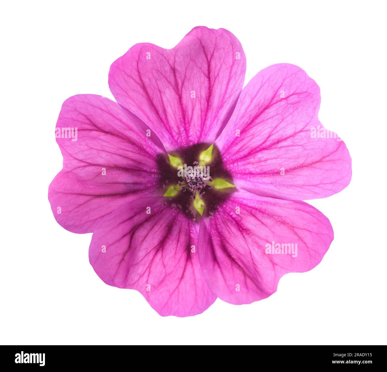 Mallow  flower isolated on white background Stock Photo