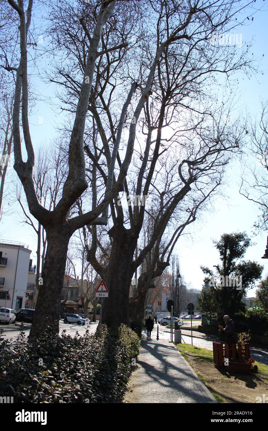 Autumnleaves macro hi-res stock photography and images - Alamy