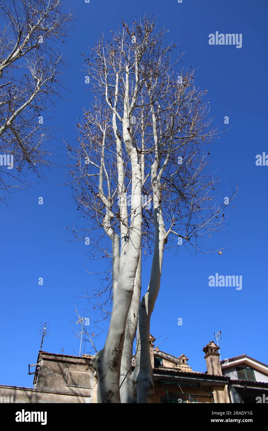 Autumnleaves macro hi-res stock photography and images - Alamy