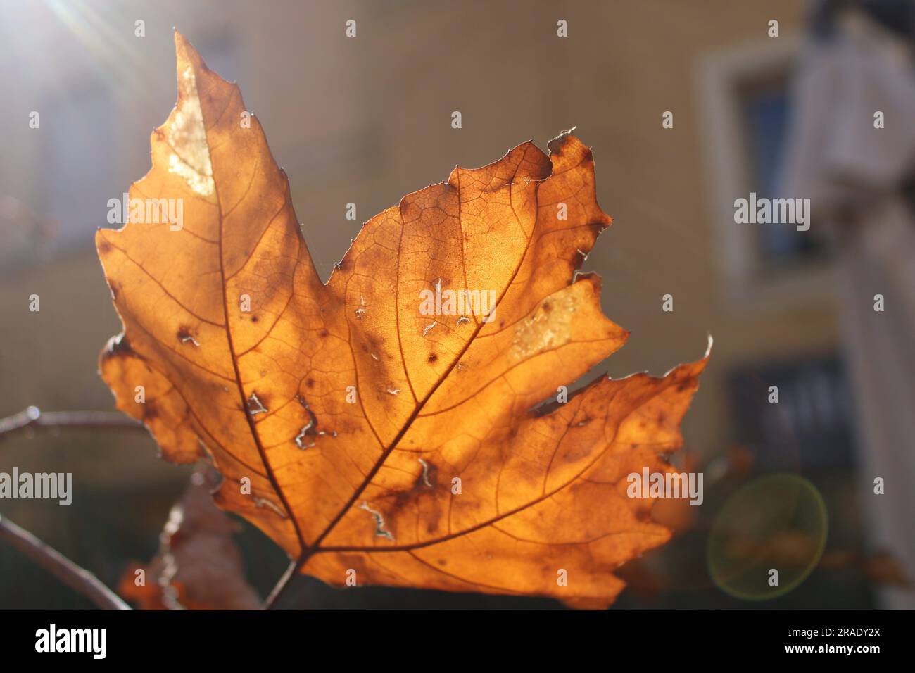 Autumnleaves macro hi-res stock photography and images - Alamy