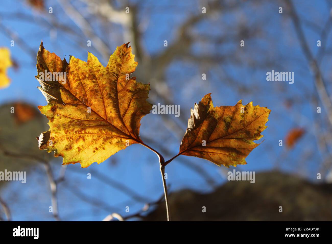 Autumnleaves macro hi-res stock photography and images - Alamy