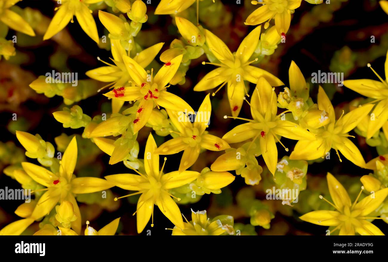 Yellow goldmoss stonecrop blooming. Bright red mites crawling on flowers. Stock Photo
