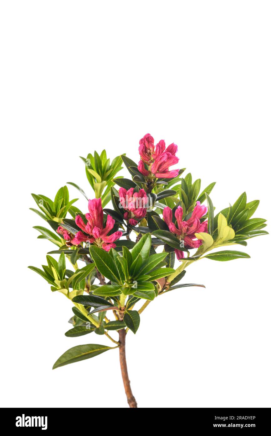 Rusty leaved alpenrose isolated on white background Stock Photo