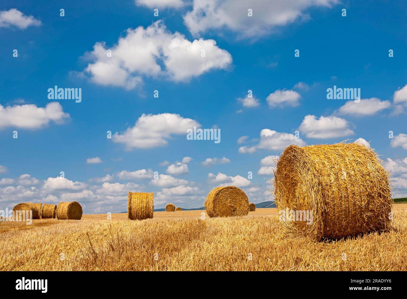 Straw bales on a stubble field Stock Photo - Alamy