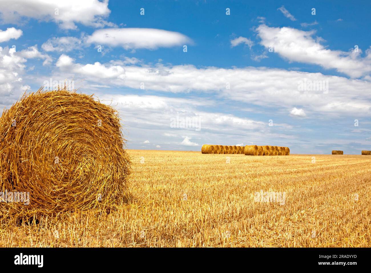 Straw bales on a stubble field Stock Photo - Alamy