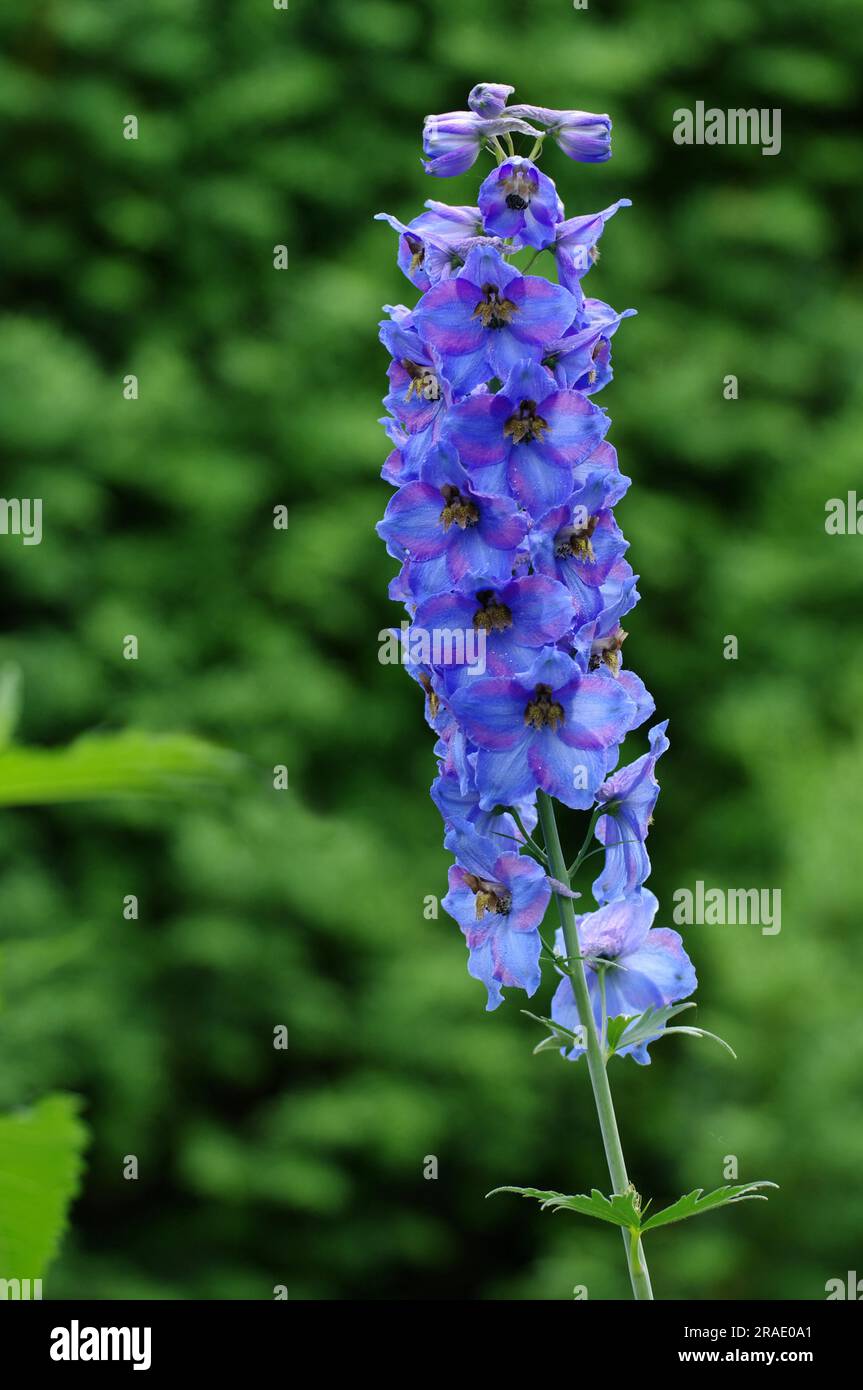Larkspur plants hi-res stock photography and images - Alamy