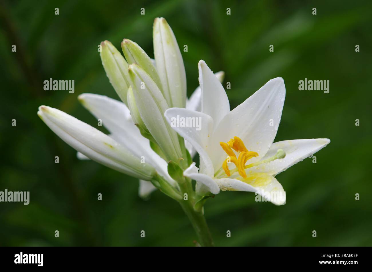 Madonna Lily (LILIUM CANDIDUM) Stock Photo