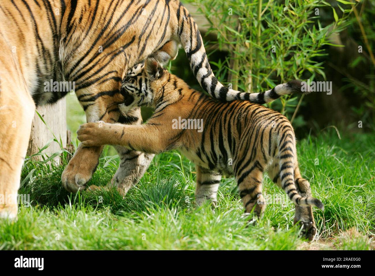 Female Sumatran Tiger Panthera Tigris Hi res Stock Photography And female-sumatran-tiger-panthera-tigris-hi-res-stock-photography-and