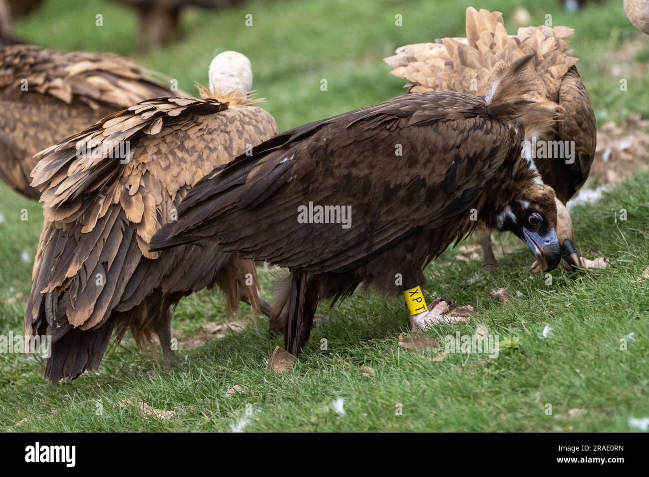 Eurasian Black Vulture Stock Photo