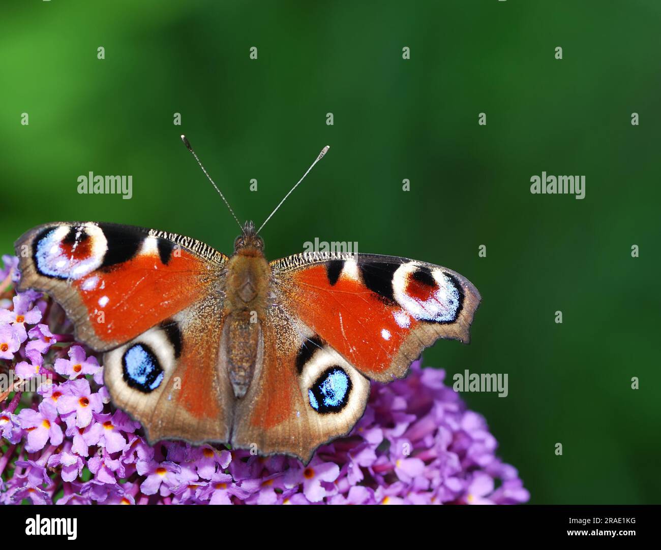 Beautiful red peacock butterfly sitting on a (buddleia Stock Photo - Alamy