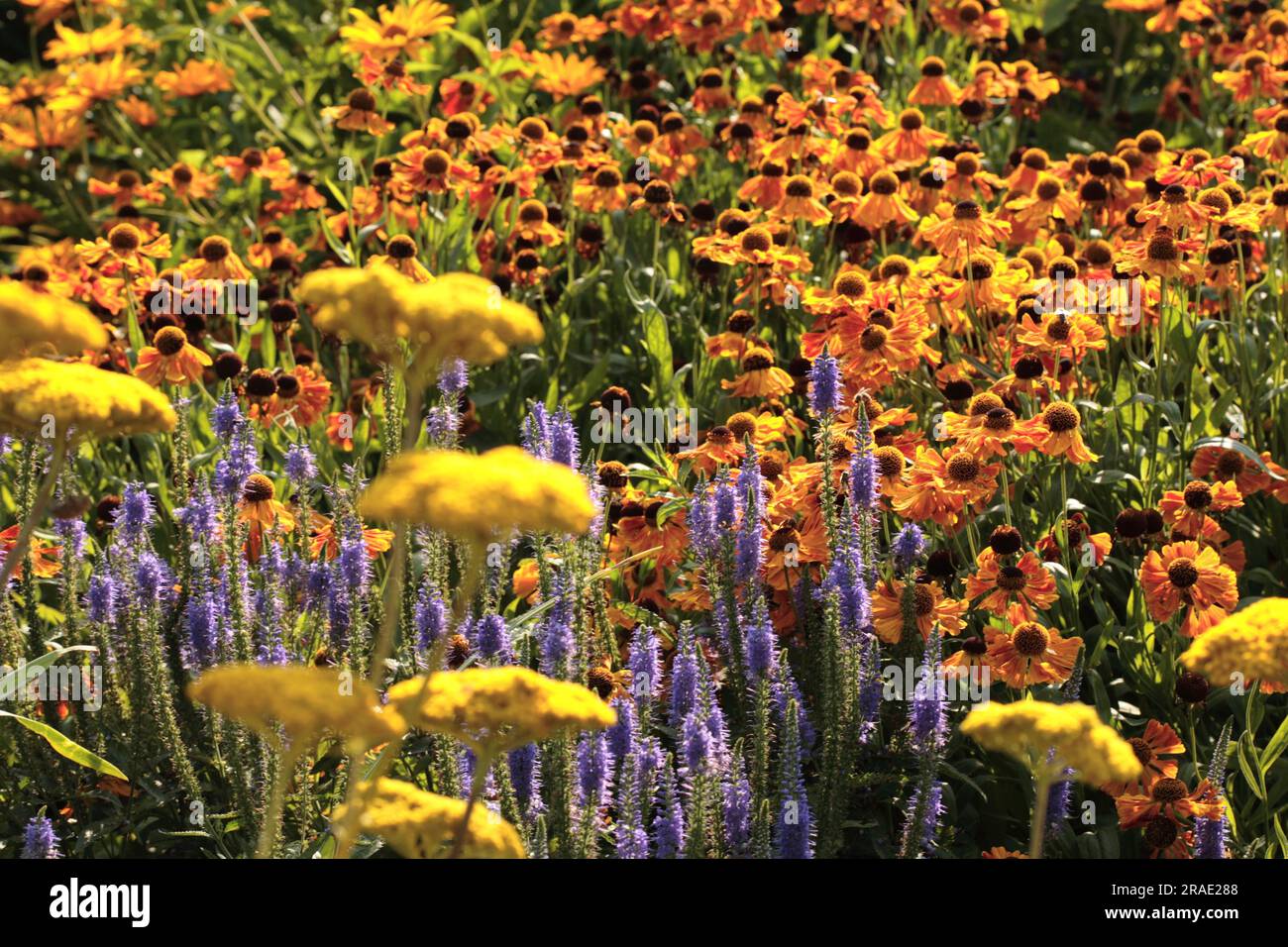 Perennial bed with sunflower (Helenium Hybride 'Waltraud') Stock Photo
