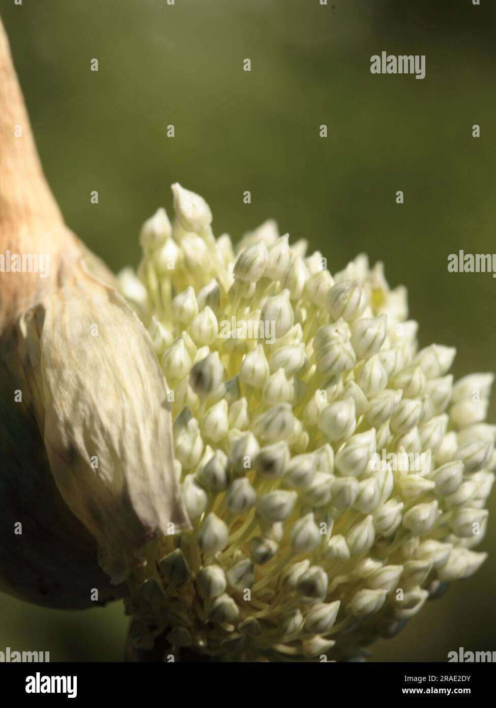 Allium ampeloprasum (Synonym- Allium porrum) - Porree Lauch Stock Photo