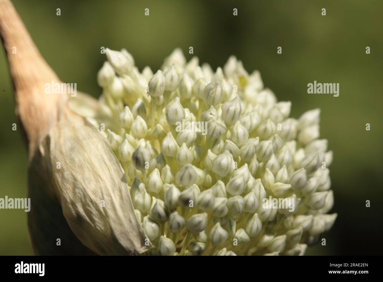 Allium ampeloprasum (Synonym- Allium porrum) - Porree Lauch Stock Photo