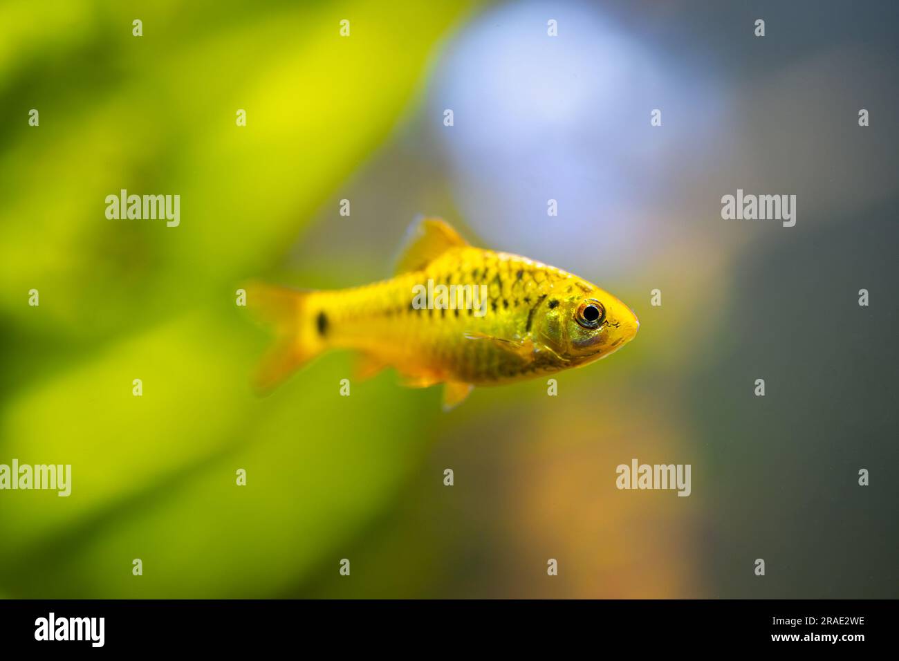 selective focus of a chinese barb (Puntius semifasciolatus) swimming in a fish tank with blurred background Stock Photo