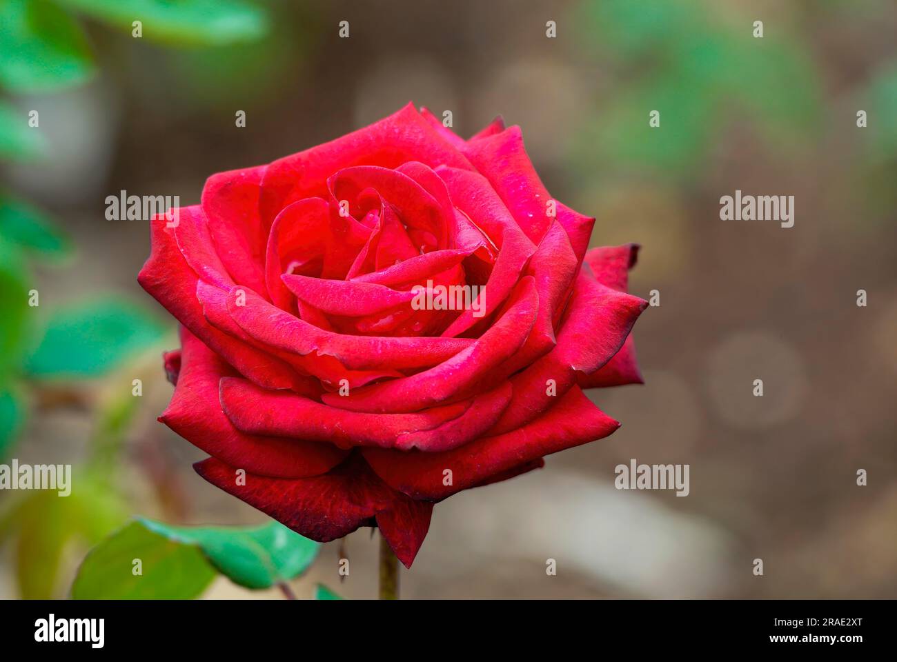 Joanne Poole rose flower Government Rose Garden Centenary Rose Park in