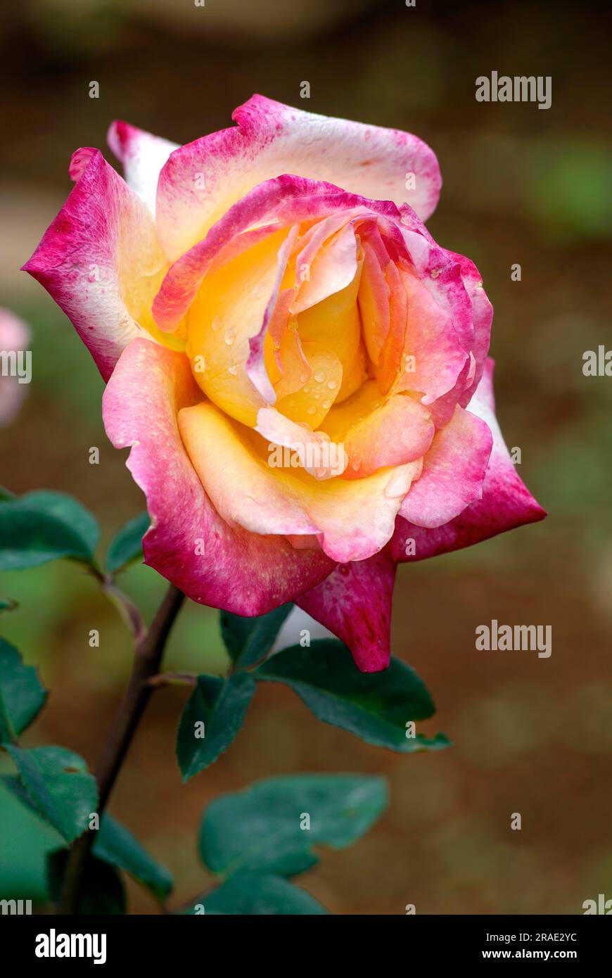 Malcolm Sargent rose flower Government Rose Garden Centenary Rose Park ...