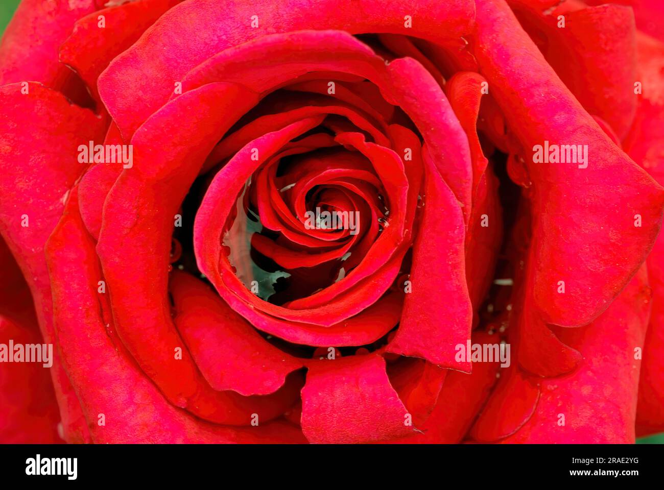 National Florentina rose flower Government Rose Garden Centenary Rose