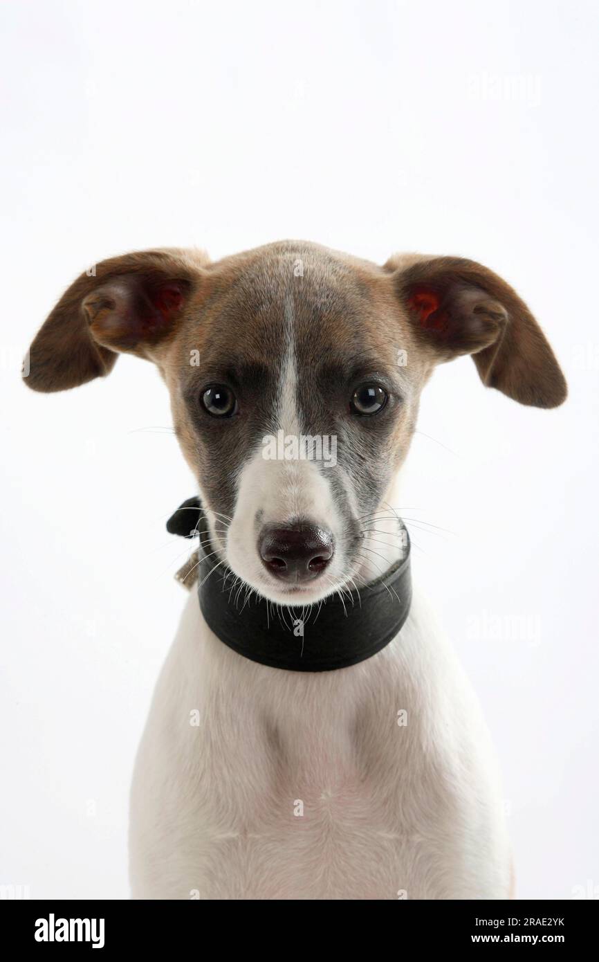 Whippet puppy cheap collar