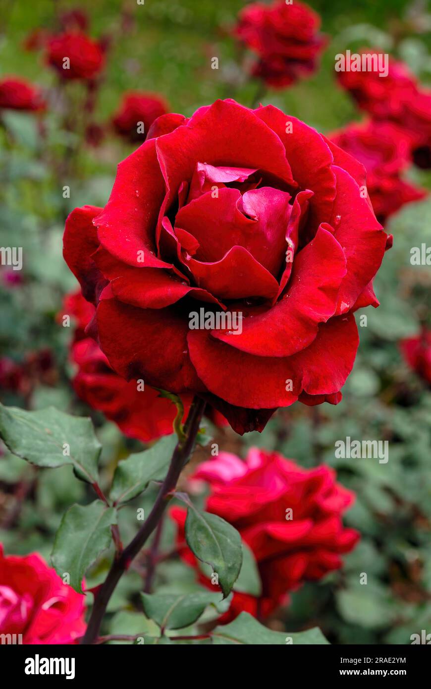 Rosenrot Tantau rose flower Government Rose Garden Centenary Rose Park