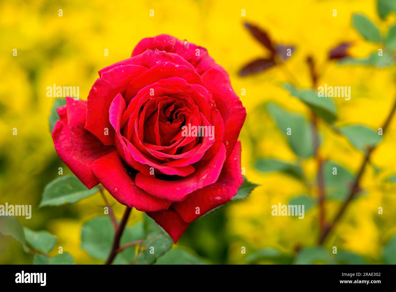 Joanne Poole rose flower Government Rose Garden Centenary Rose Park in Vijayanagaram at Ooty Udhagamandalam, Nilgiris, Tamil Nadu, South India Stock Photo