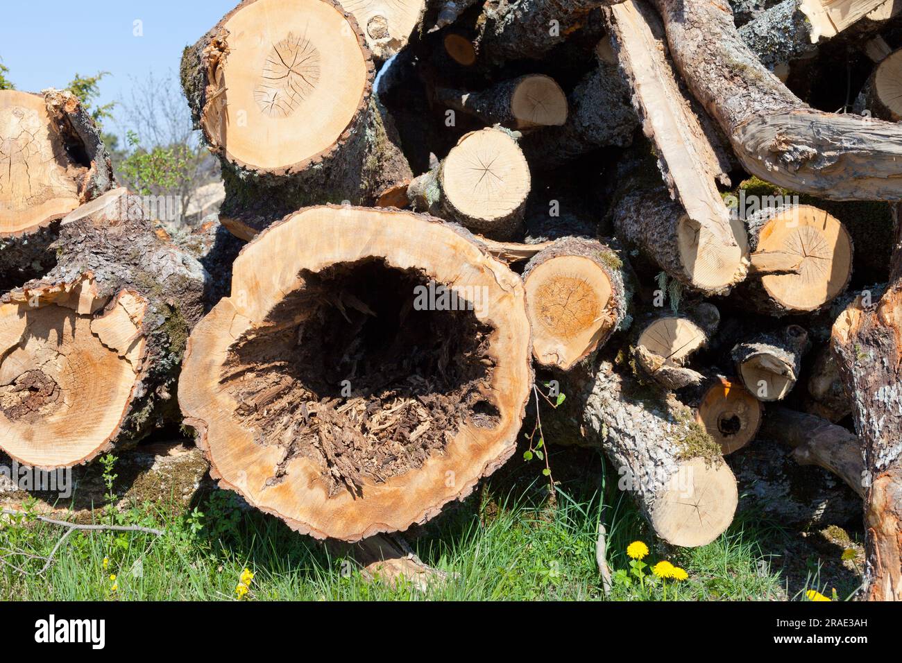 Cross sections trees trunks. cutting timber placed together logs wall industrial structural diseases Stock Photo