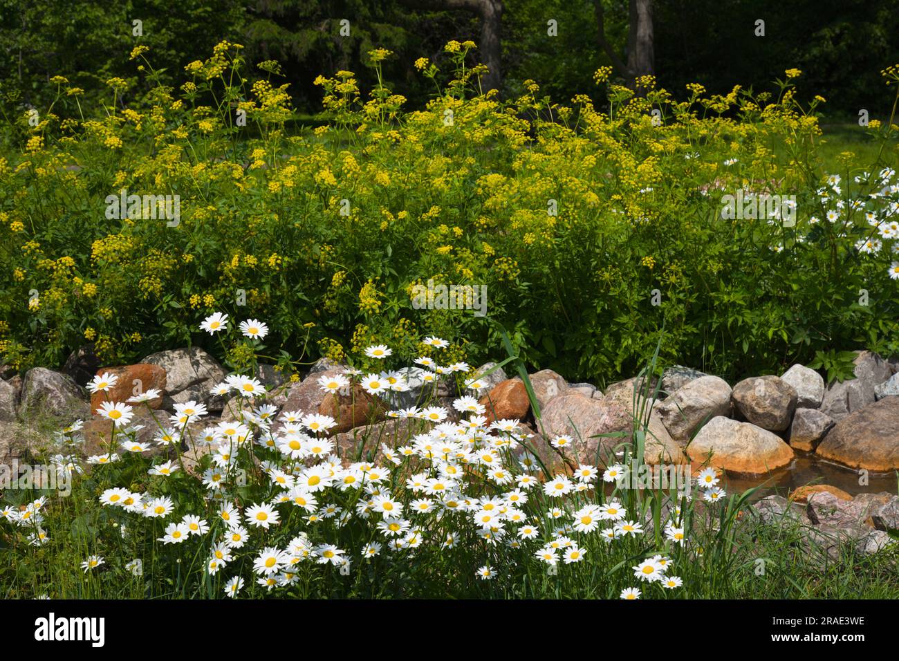 Canada, Quebec, Montreal, Botanical Garden, flowers, daisies Stock