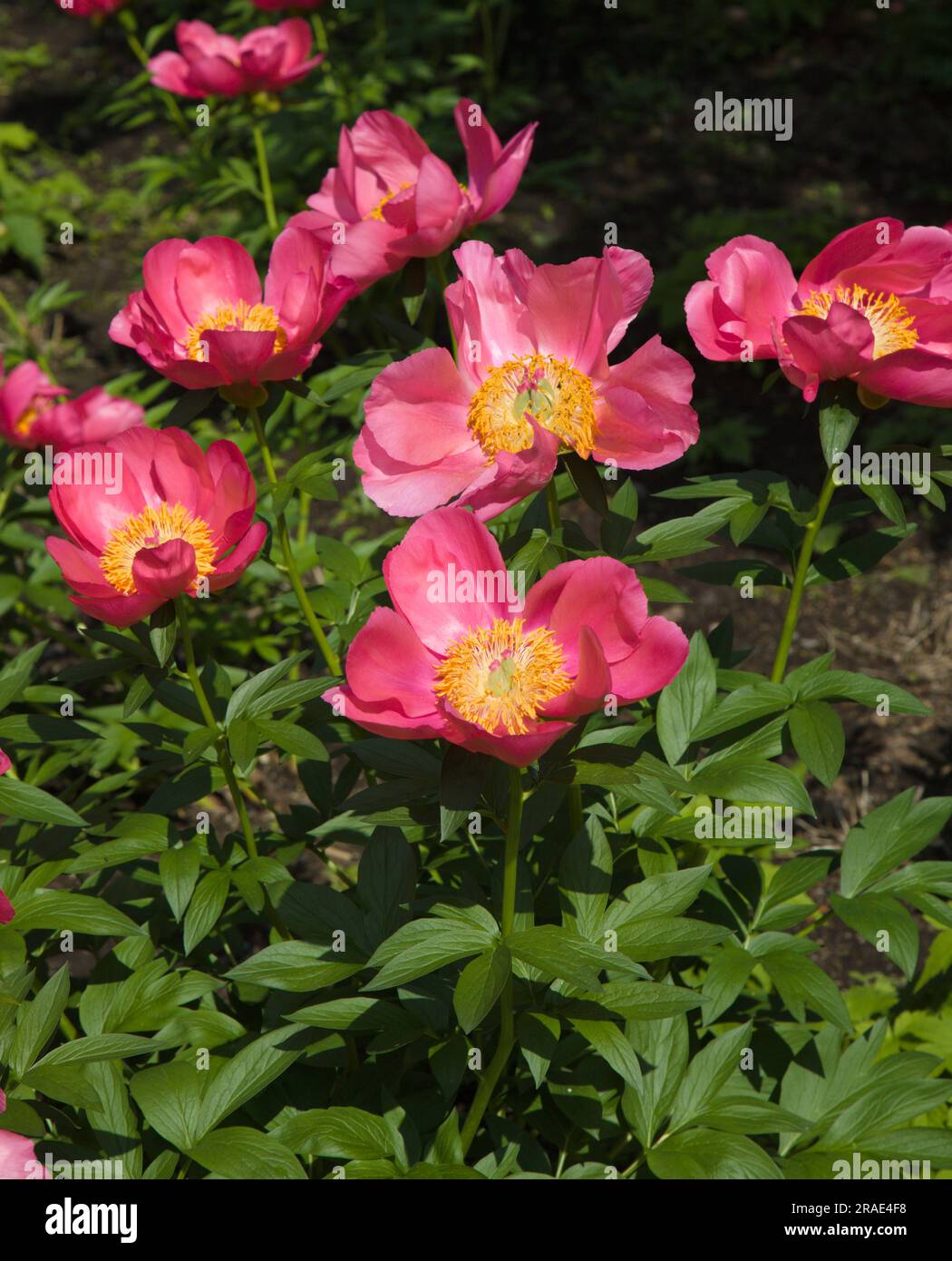 Canada, Quebec, Montreal, Botanical Garden, flowers, chinese peony, paeonia, Stock Photo