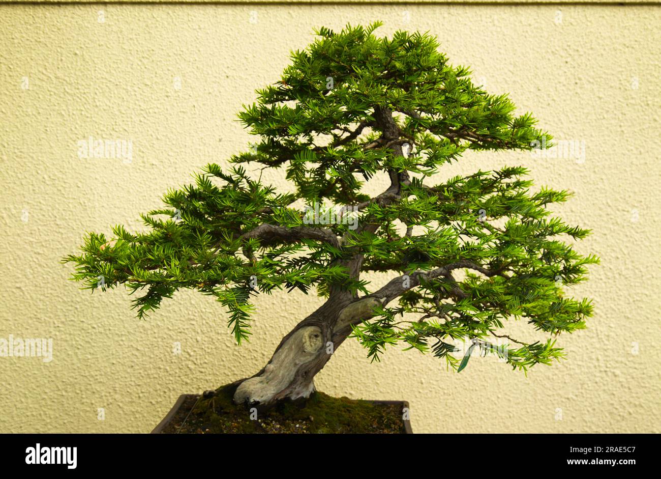 Bonsai, Japanese yew, Canada, Quebec, Montreal, Botanical Garden, Japanese Garden, Stock Photo