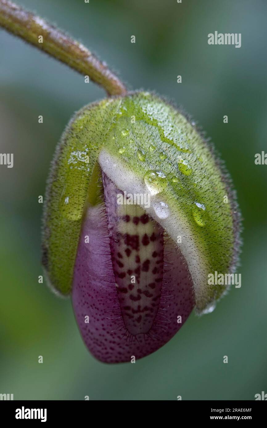 Lady's slipper orchid, buttons (Phragmipedium) Stock Photo