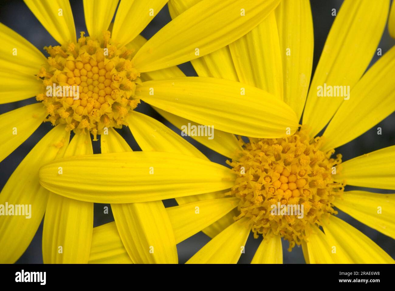 Yellow daisies (Euryops pectinatus) Stock Photo