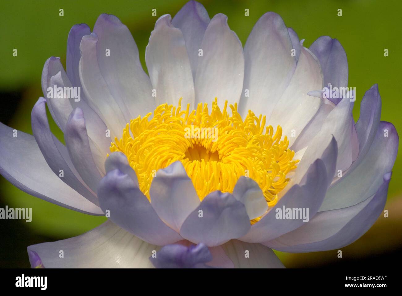 Giant water lily (Nymphaea gigantea), giant water lily Stock Photo