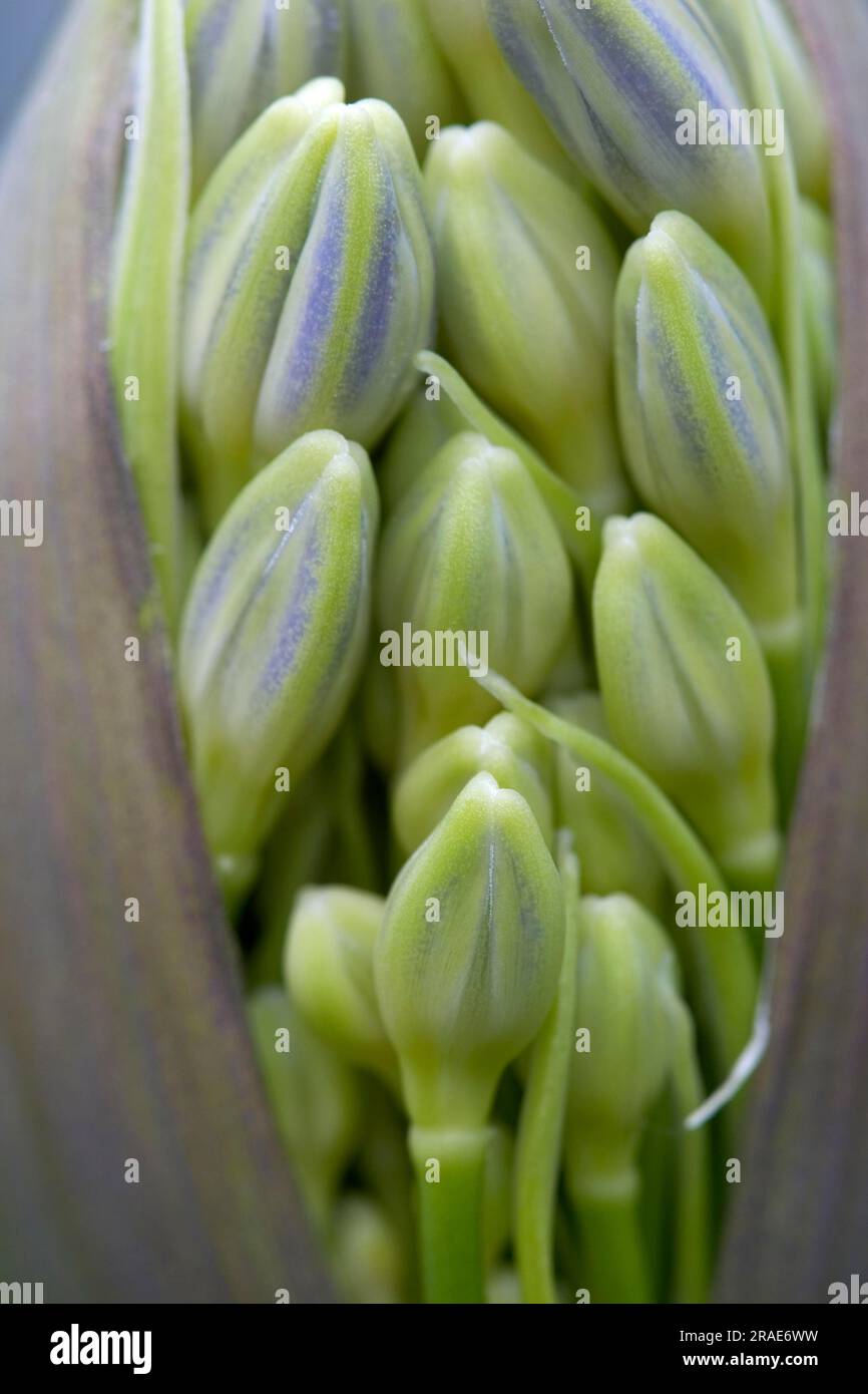 Ornamental lily 'dark blue', buds (Agapanthus praecox) Stock Photo