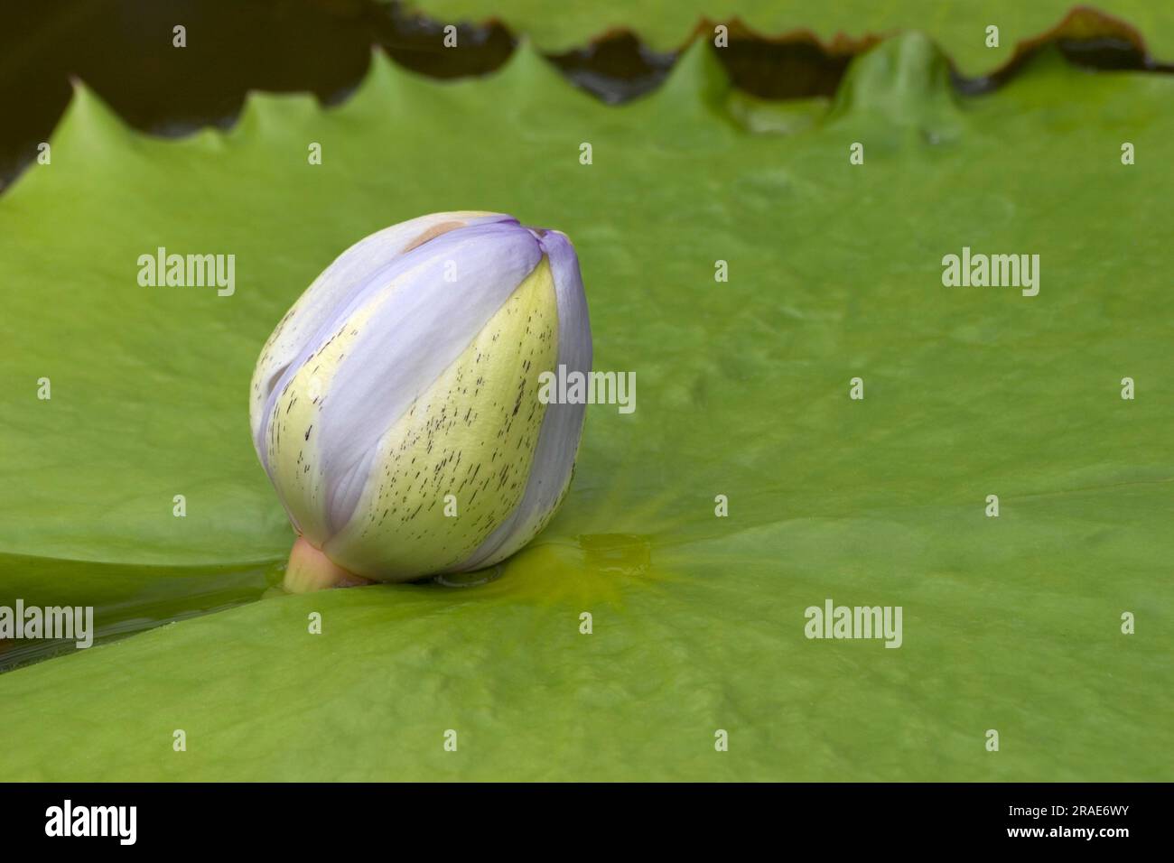 Giant water lily, bud (Nymphaea gigantea), giant water lily Stock Photo