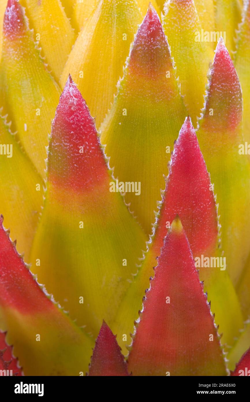 Bromeliad (Aechmea biflora biflora) Stock Photo
