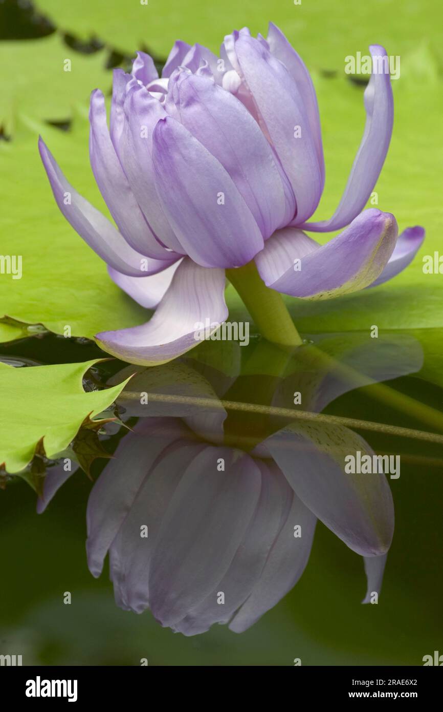 Giant water lily (Nymphaea gigantea), giant water lily Stock Photo