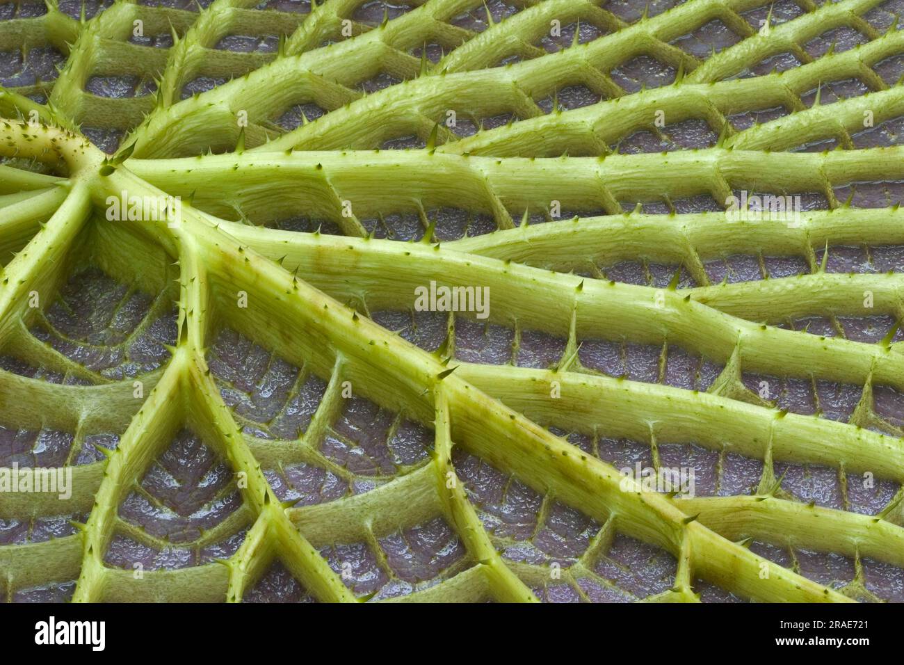 Giant water lily (Victoria amazonica), Amazon water lily, giant water