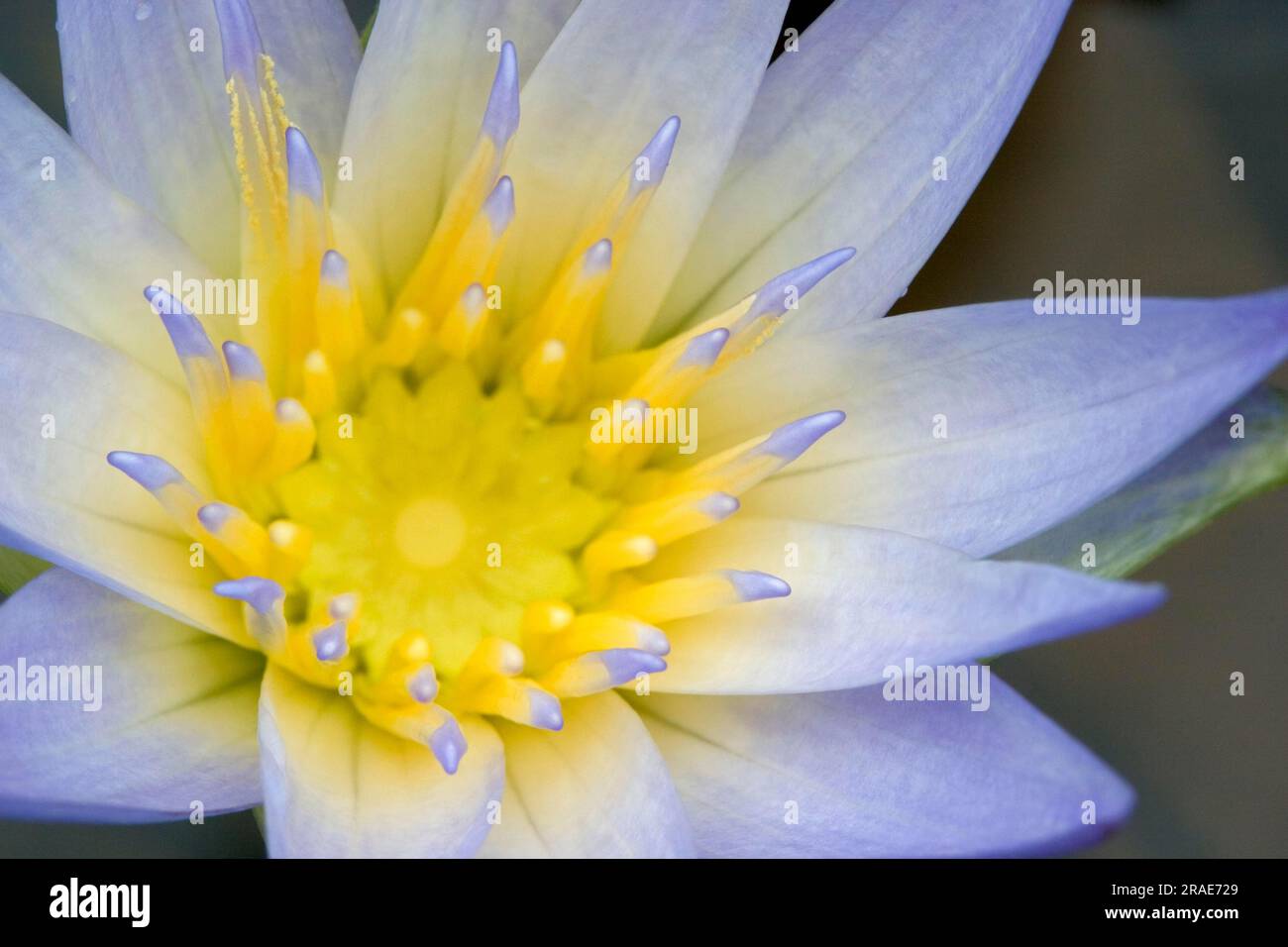 Water lily (Nymphaea x daubenyana) Stock Photo