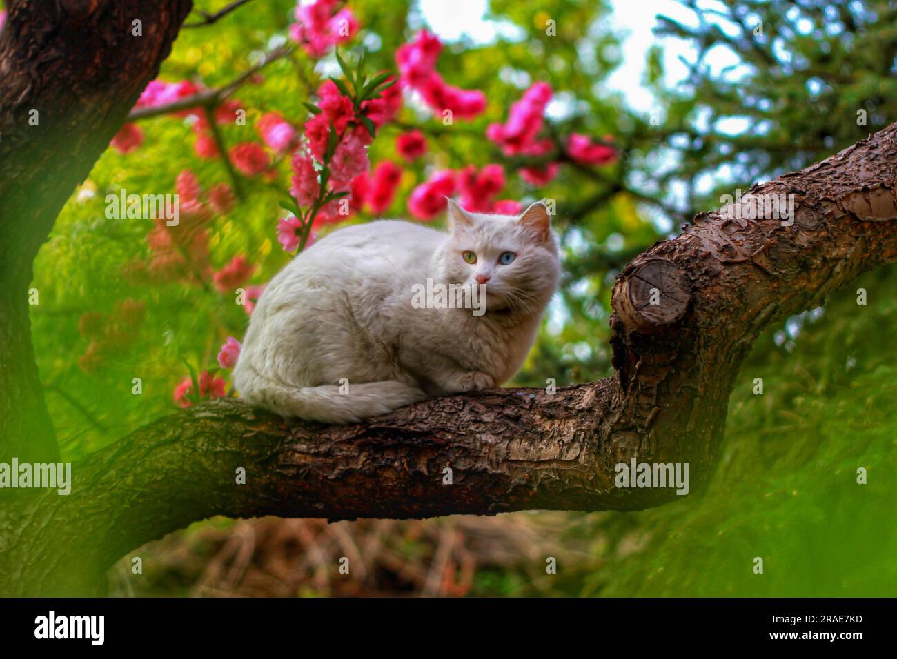 Embark on a Visual Journey: Unveiling the Enchanting Essence of Bild vom Bodensee