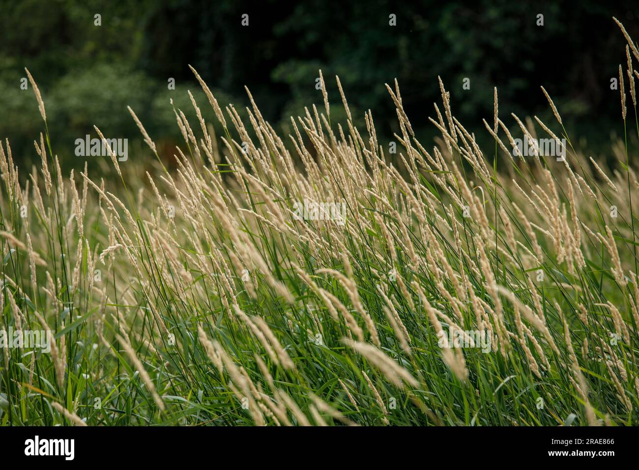 grasses, Cologne, Germany. Graeser, Koeln, Deutschland. Stock Photo