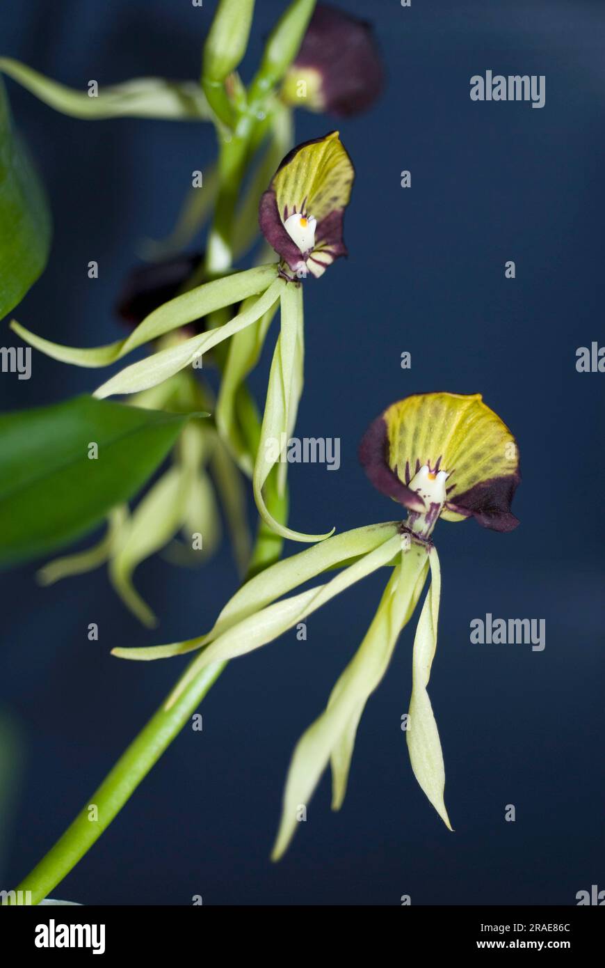 Cockleshell Orchid (Encyclia cochleata) Stock Photo