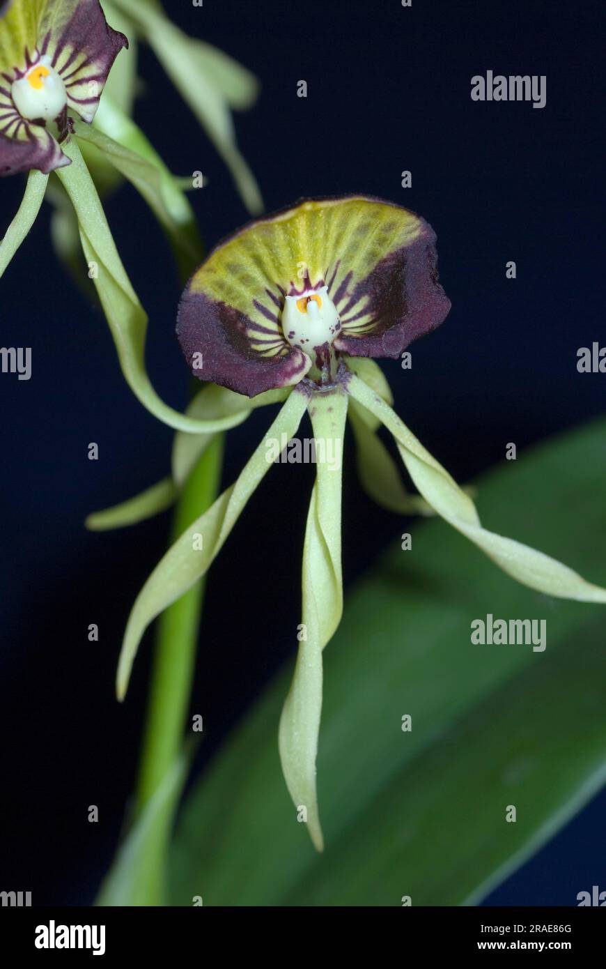 Cockleshell Orchid (Encyclia cochleata) Stock Photo