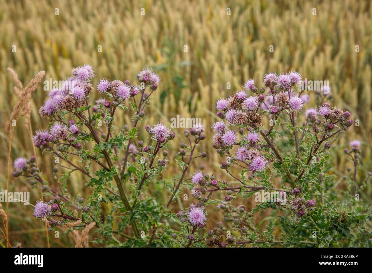 field thistle (Cirsium arvense), Cologne, Germany. Acker-Kratzdistel (Cirsium arvense), Koeln, Deutschland. Stock Photo