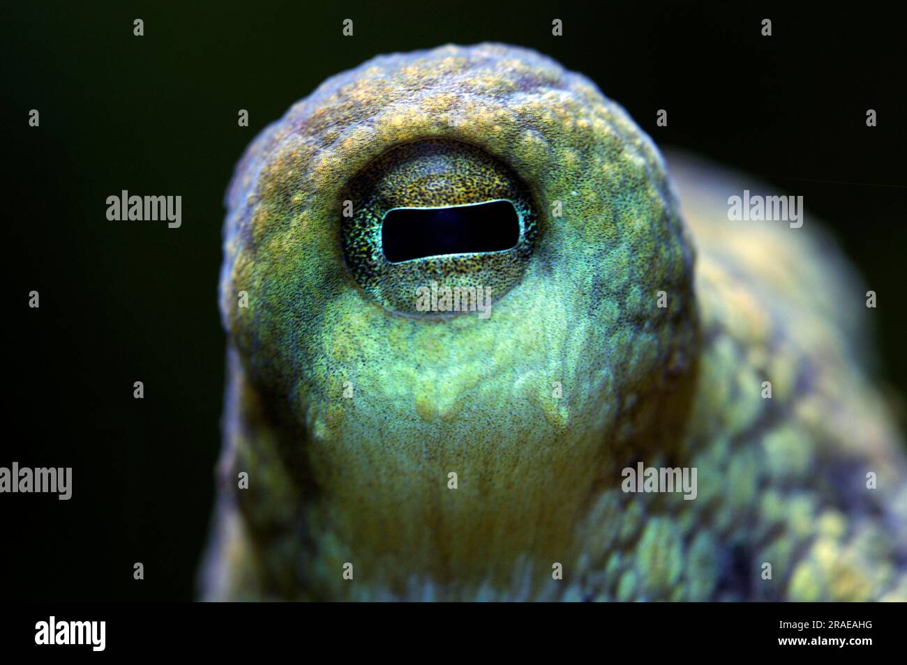 Common octopus (Octopus vulgaris), eye, polyp, common octopus Stock